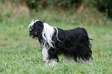 TERRIER DU TIBET 302